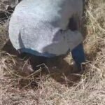 Otra fosa clandestina con restos humanos