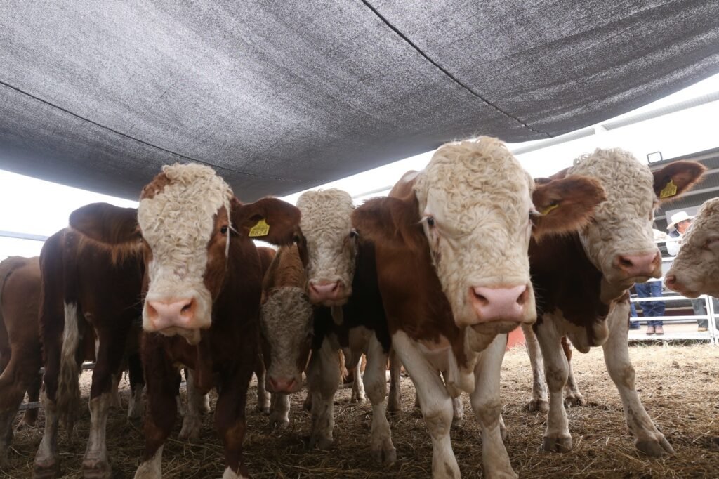 Prepara Desarrollo Rural evento de mejoramiento genético