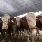 Prepara Desarrollo Rural evento de mejoramiento genético