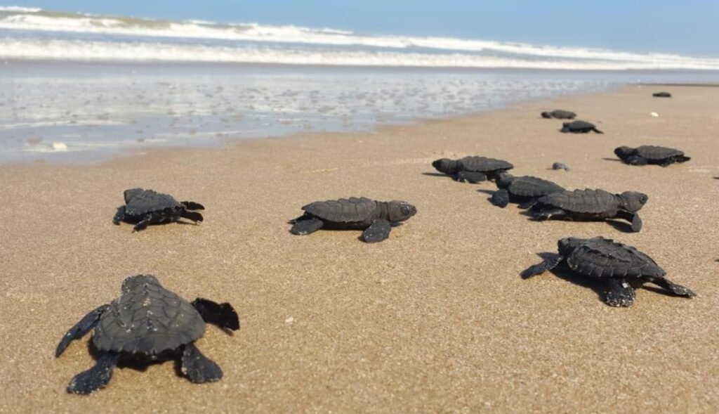 Protege Comisión de Parques y Biodiversidad más de 30 mil huevos de tortuga lora