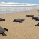 Protege Comisión de Parques y Biodiversidad más de 30 mil huevos de tortuga lora