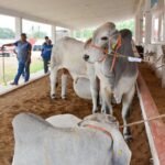 Llevan Programa de Mejoramiento Genético al municipio de Aldama