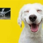 Al Vuelo-Animales