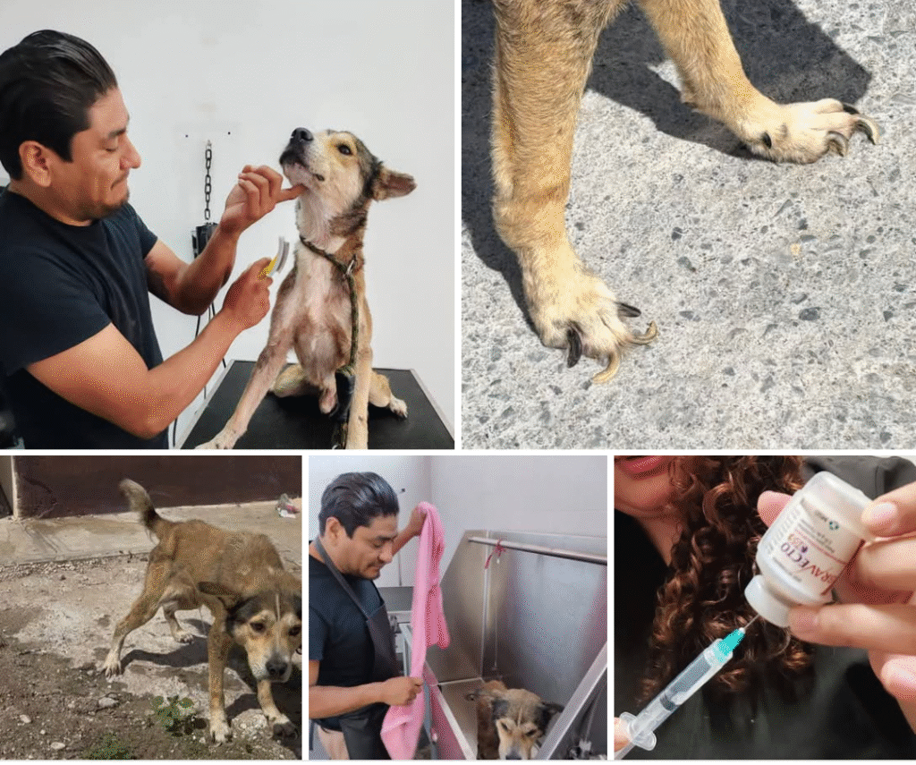 Rescató Gobierno de Reynosa mascota en condiciones de maltrato