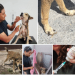 Rescató Gobierno de Reynosa mascota en condiciones de maltrato