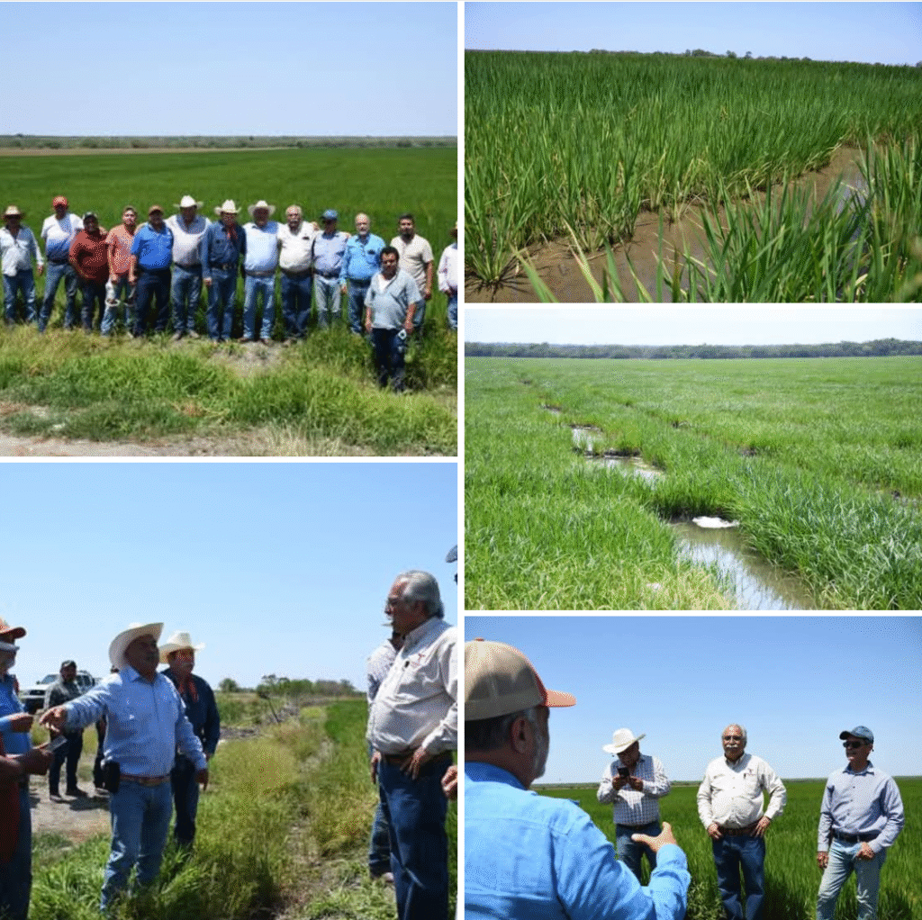 Supervisa secretario de Desarrollo Rural siembra de arroz