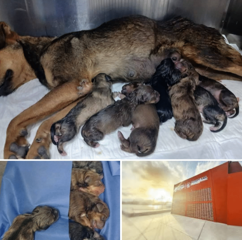 Milagro de vida, Hospital Veterinario Municipal recibe 7 cachorros con exitosa cesárea