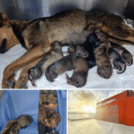 Milagro de vida, Hospital Veterinario Municipal recibe 7 cachorros con exitosa cesárea