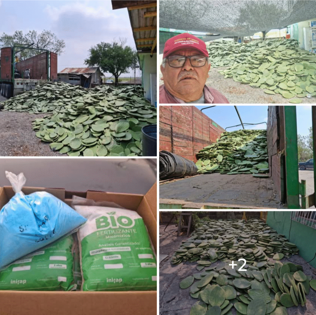Cae precio del sorgo; impulsan diversificación de cultivos