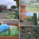 Cae precio del sorgo; impulsan diversificación de cultivos