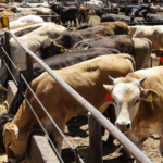 Sin preocupaciones en Tamaulipas por gusano barrenador