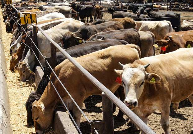 Sin preocupaciones en Tamaulipas por gusano barrenador