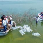 Siembran lobinas en la presa Vicente Guerrero para impulsar la pesca deportiva