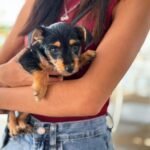 Mejoran vida de gatitos y perritos en Reynosa con 16 adopciones