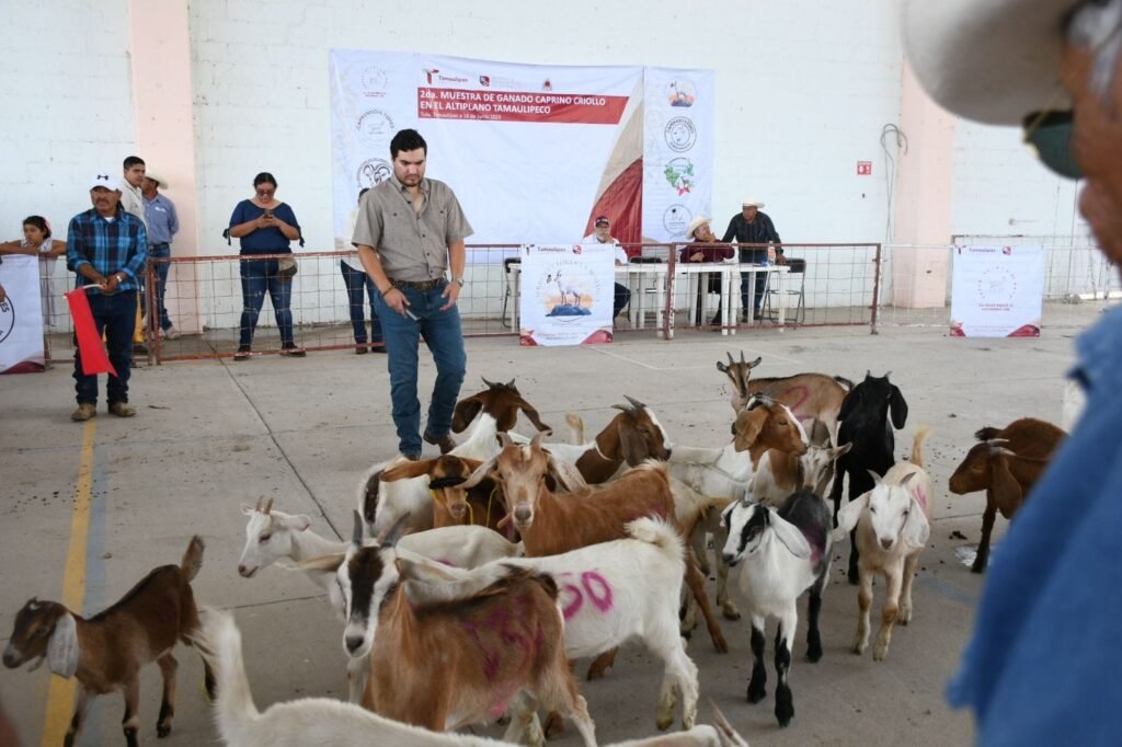 Fortalecen el sector caprino en Tula con muestra regional