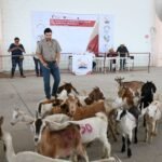 Fortalecen el sector caprino en Tula con muestra regional