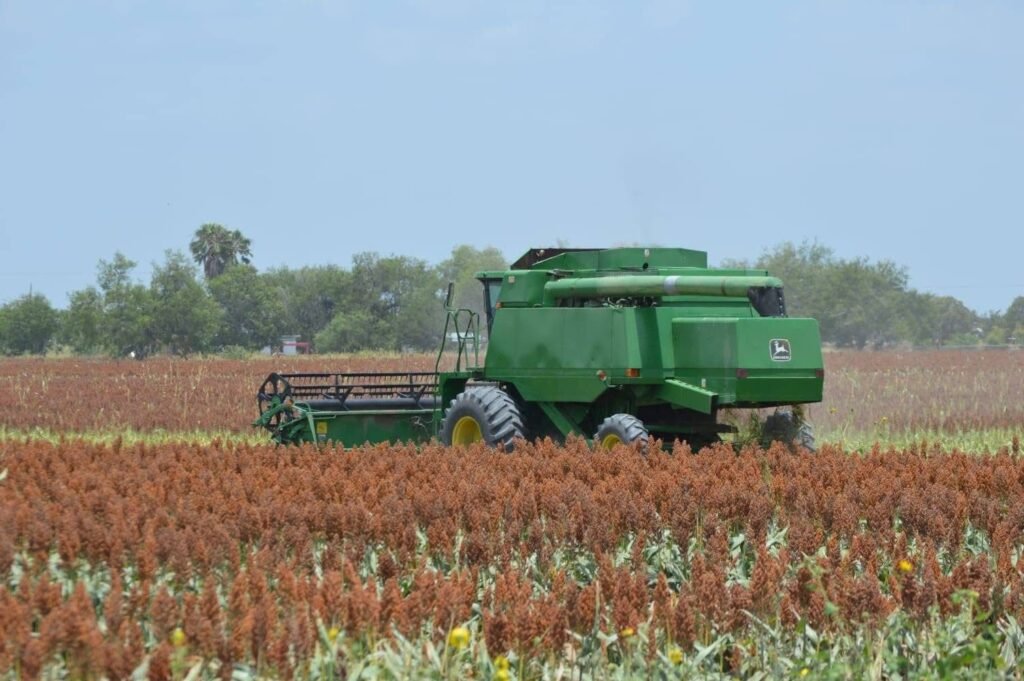 Temen fuertes afectaciones en cultivos de sorgo por lluvias