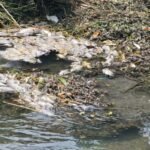 Activan respuesta inmediata por mortandad peces en canal de El Mante