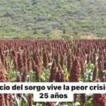 Dan productores de sorgo ultimátum a Gobierno Federal