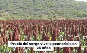 Dan productores de sorgo ultimátum a Gobierno Federal