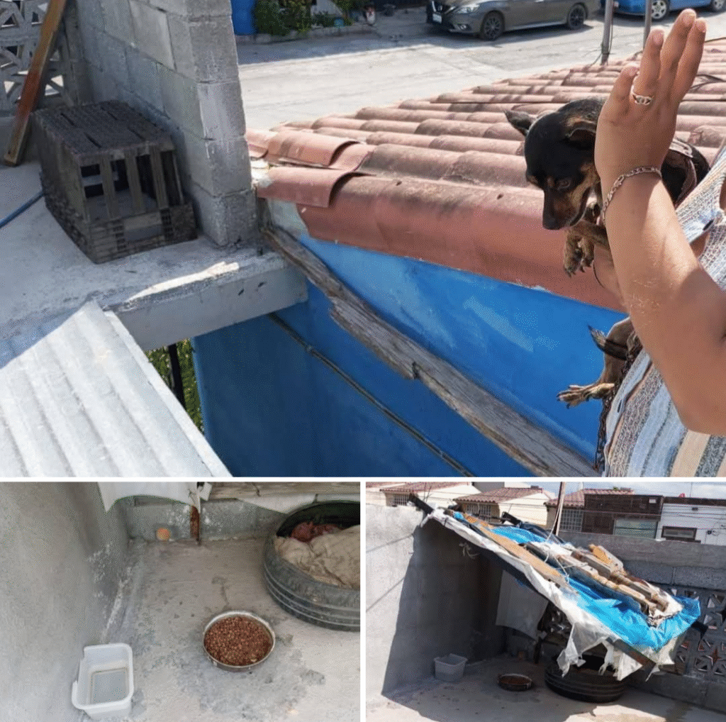 Exhorta Alcalde de Reynosa al buen cuidado de las mascotas