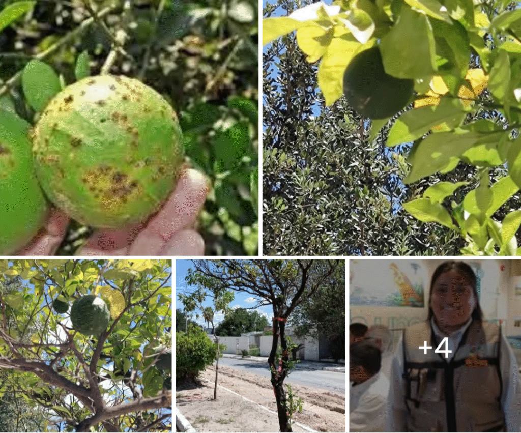 En riesgo producción de cítricos en Tamaulipas