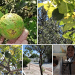 En riesgo producción de cítricos en Tamaulipas