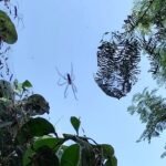 Invasión de arácnidos como equilibrio de la naturaleza