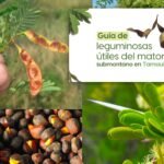 La UAT invita a conocer más sobre las leguminosas y su aprovechamiento