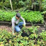Reforesta SEDUMA 5 mil árboles en la Biosfera El Cielo