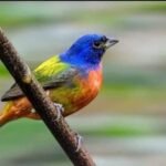 Tiene Tamaulipas una gran riqueza de aves : Comisión de Parques