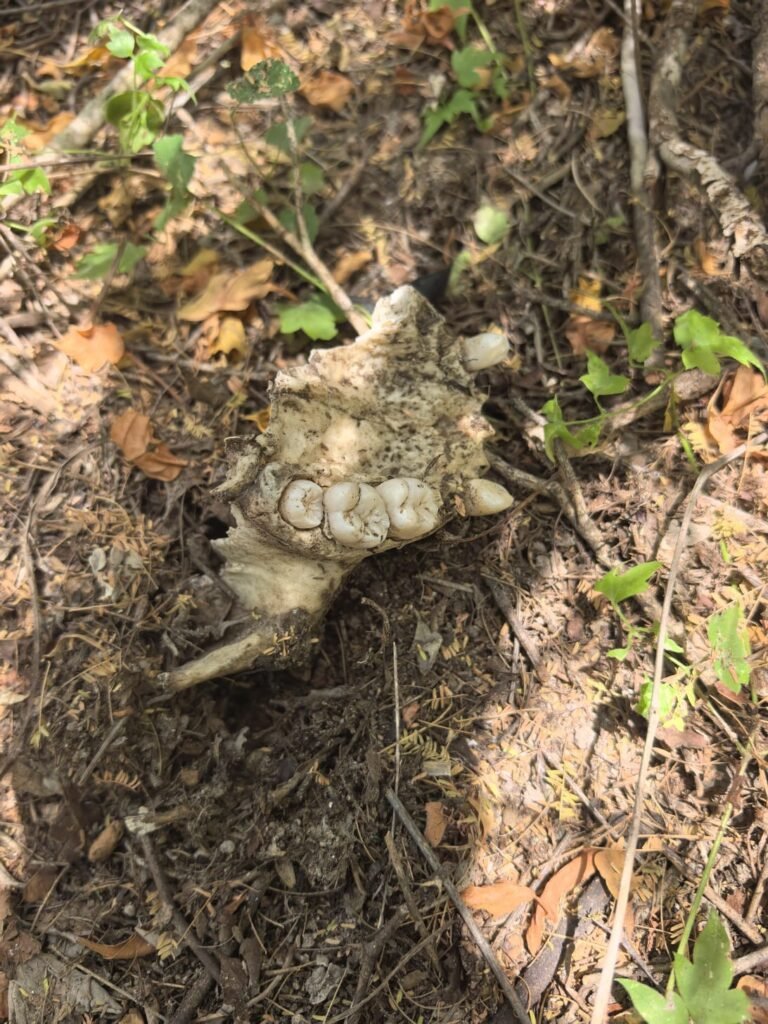 Encuentran más restos humanos
