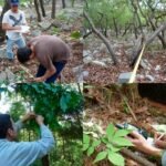 Busca la UAT conservar bosques de encino con tecnología geoespacial