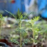 Reportan avance en producción local de cempazúchil