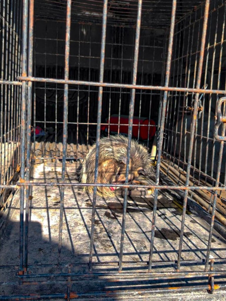 Rescataron bomberos a tres mapaches y un tlacuache
