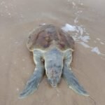 Denuncian ecocidio en costas tamaulipecas-Negligencia de autoridades para frenar mortandad de espeies