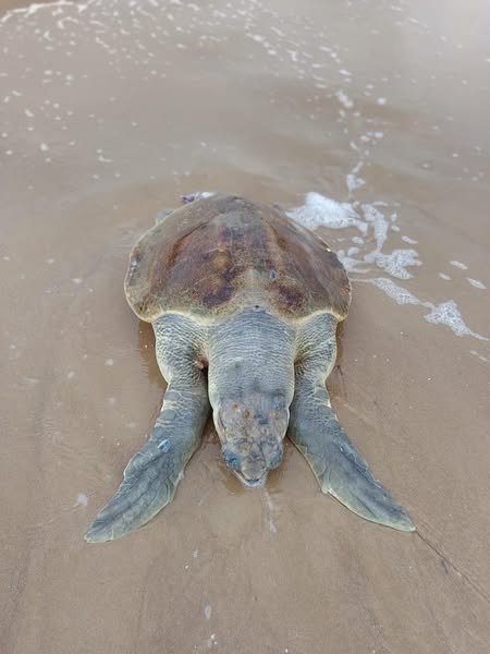 Denuncian ecocidio en costas tamaulipecas-Negligencia de autoridades para frenar mortandad de espeies