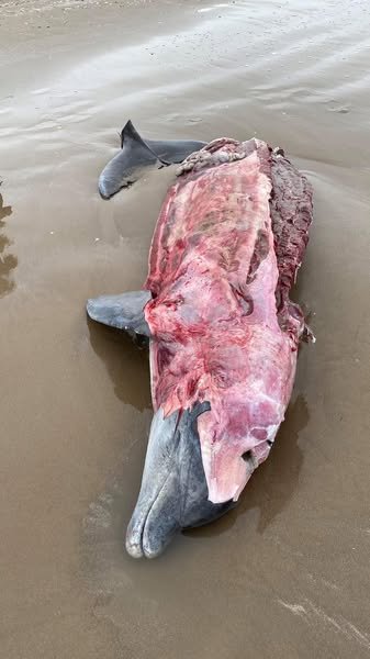 Mortandad de delfines en playa Bagdad de Matamoros