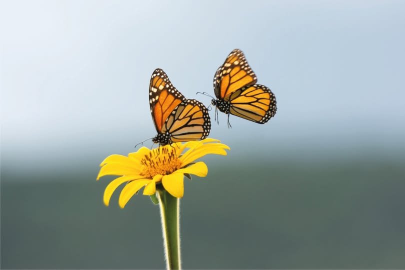 Inicia temporada de migración de la mariposa monarca