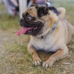 Imparable Gobierno de Reynosa por la salud de las mascotas