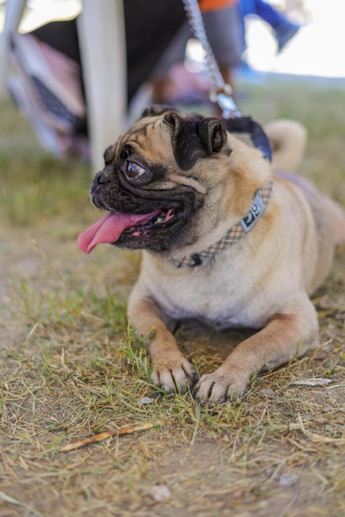 Imparable Gobierno de Reynosa por la salud de las mascotas