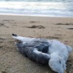 Detectan caso de gripe aviar en gaviota, en playa Bagdad