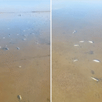 Muerte masiva de peces en la Laguna Madre