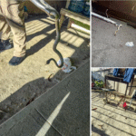 Serpiente venenosa fue sacada de una vivienda