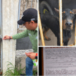 Rescataron a mascota en condición de maltrato