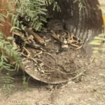 Hallaron tanque con restos humanos