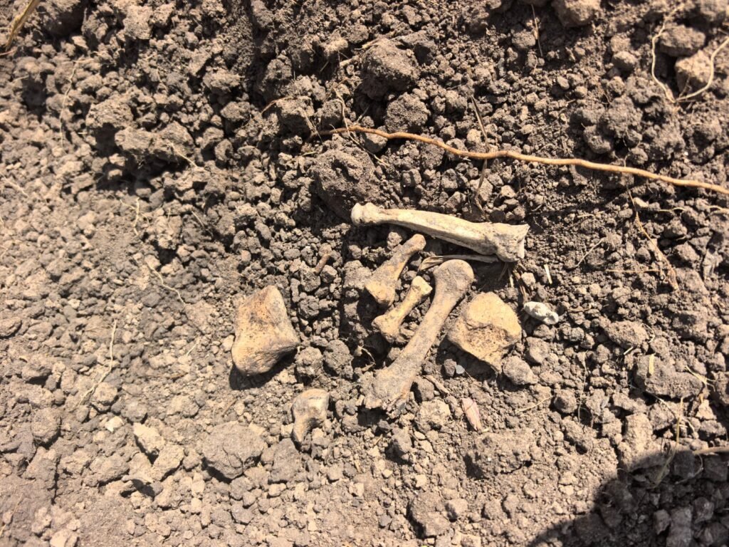Hallan más restos humanos