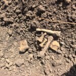 Hallan más restos humanos