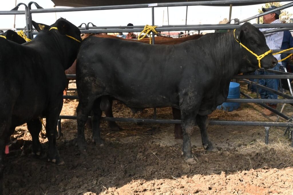 Avanza Tamaulipas en el fortalecimiento de su sector pecuario