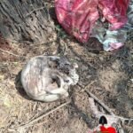 Hallaron otro cementerio clandestino